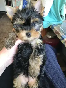 Yorkshire Terrier - Larissa