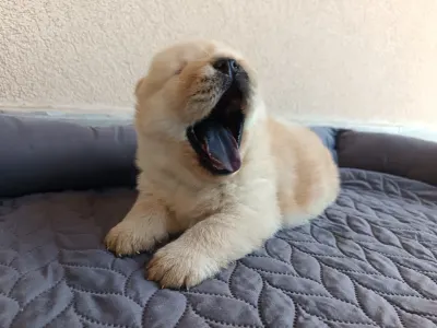 Chow Chow - La Casa De Chow Gusto