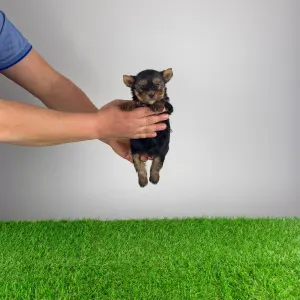 Yorkshire Terrier - Riffraff