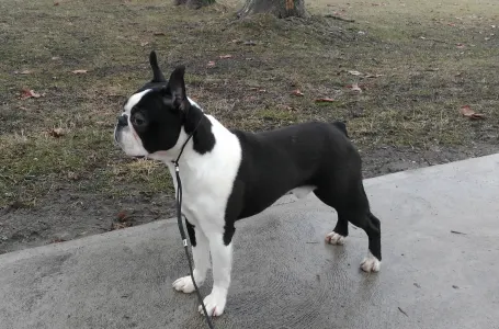 Terrier de Boston - Tibet-Gyöngye