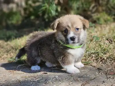 Welsh Corgi Pembroke - Lui