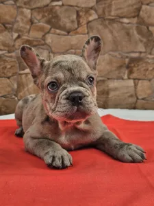 Französische Bulldogge - Betty