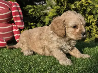 Cavapoo - Floop