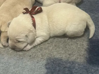 Labradorský retrívr - Heroes Of Kelly Penelope