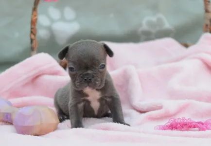 Francuski buldog - Málna