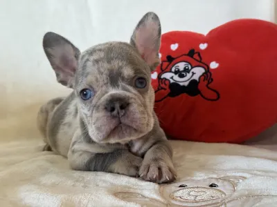 Francouzský buldoček - Pacsi