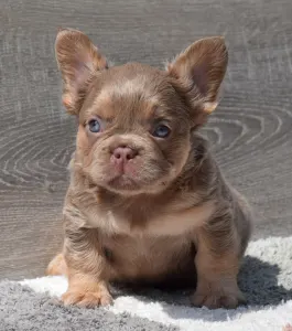 Francia bulldog - Gigi - Isabella Tan Fluffy 