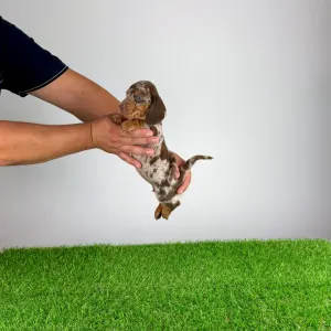 Jamnik - Doggy