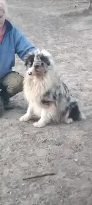 Australian Shepherd - Dailos Action Man