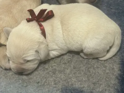 Labradorský retrívr - Heroes Of Kelly Penelope