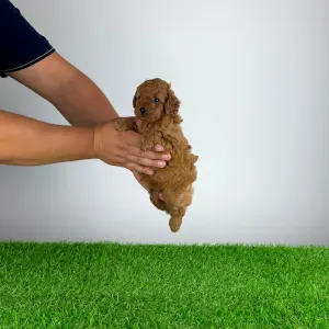 Pudel miniaturowy - Boxy