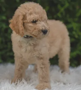 Poodle Standard - Arturo - Grey Boy / Szürke Fiú