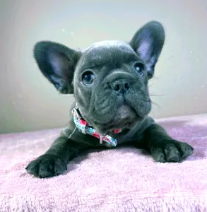 French Bulldog - Brad