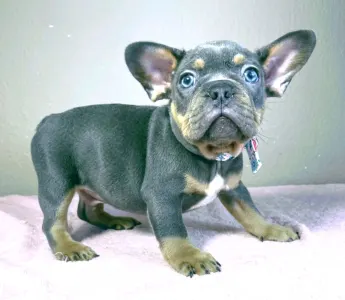 Bouledogue français - Alfie