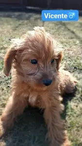 Labradoodle - Vicente