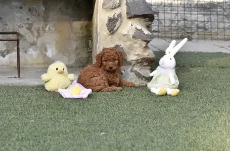 Barbone nano - Bravados Eliot