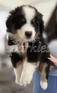 Миниатюрная американская овчарка - A Bolt Of Pure Sparkles Of Joy