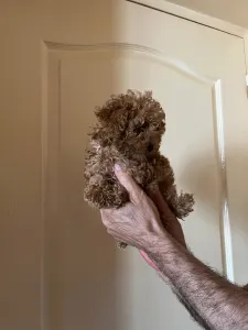 Toy Pudel - Poodle Toy F Red