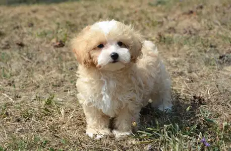 Maltipoo - Pajti