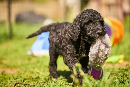 French Water Dog - Flash