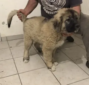 Caucasian Shepherd Dog - Kislány Kiskutya 