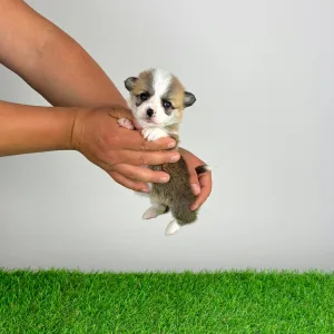 Welsh Corgi Pembroke - Affinity