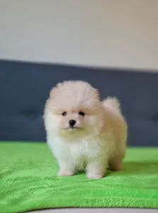 Pomeranian - Carlos