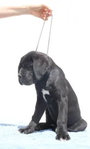 Chien de cour italien - Cirius 