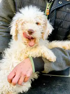 Lagotto Romagnolo - Tummi Gummi