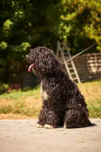 Барбет - Ellie