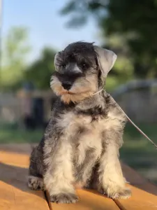 Zwergschnauzer - Zahara