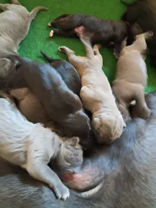 Cane Corso - Bella