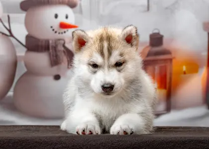 Husky siberian - Green