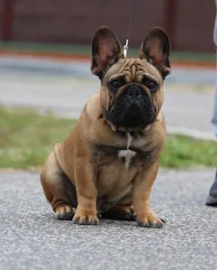 Französische Bulldogge - Hajósbulldy Milkman