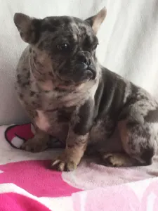 Francia bulldog - Merlin