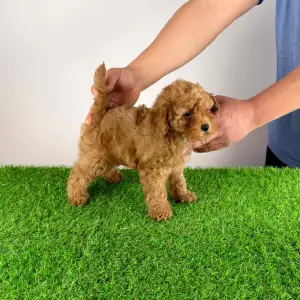 Zwergpudel - Hillary