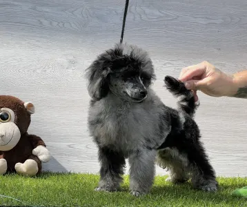 Poodle Miniature - Estrella