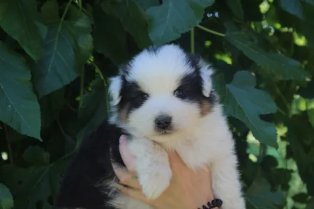 Australian Shepherd - Gladstone Aussies Killing It