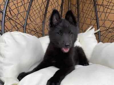 Chien de Berger Belge - Gerőcsvári Black Diamond Hetty
