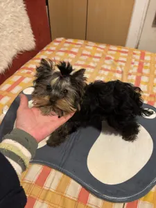 Yorkshire Terrier - Karolina