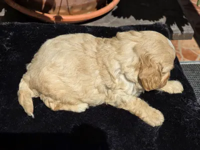 Cavapoo - Terence Hill