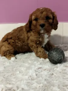 Cavapoo - Chili
