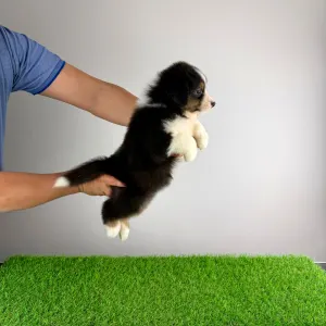 Australian Shepherd - Cagan