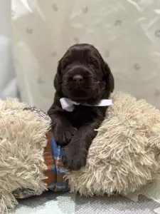 Labradoodle - Liberty