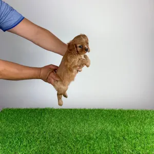 Cavalier King Charles Spaniel - Wilma