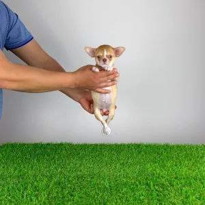 Chihuahua - Zimba 