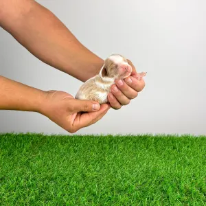 Cavalier king Charles spaniel - Charrosa