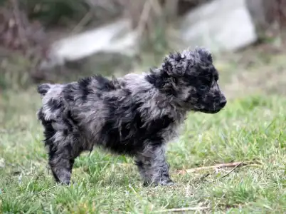 Mudi - Pörgelóci Sipirc