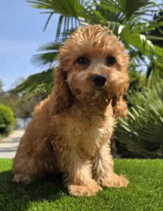 Cavapoo - Mike