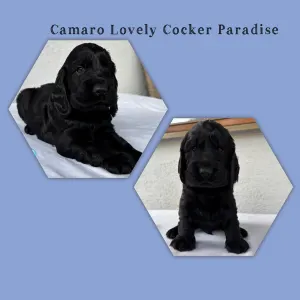 Cocker Spaniel anglais - Camaro Lovely Cocker Paradise